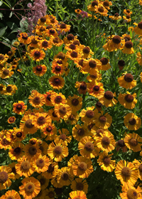 Helenium  'Sahin's Early Flowerer'